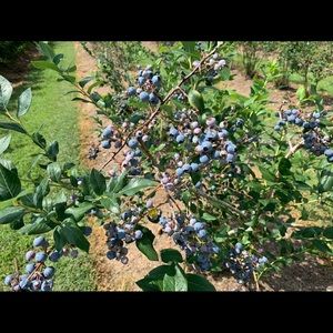 Meet your Posher, FlÃ¡via